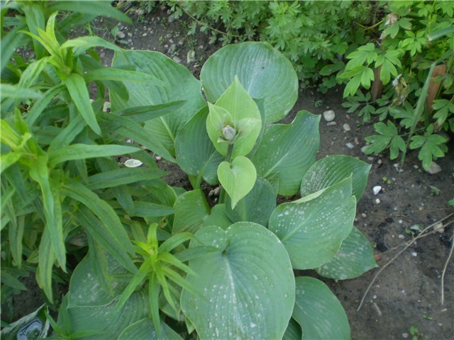 hosta